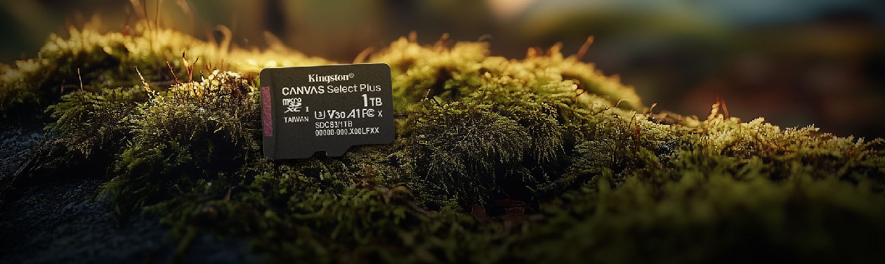 Cartão microSD Kingston Canvas Select Plus sobre musgo natural em ambiente outdoor com luz solar