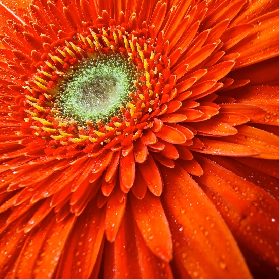 Lente macro e grande-angular do Realme 16 Pro+ para fotos de detalhes